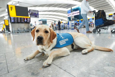 Guide dog at London Heathrow